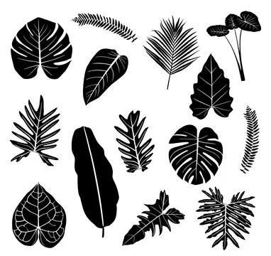 Tropical leafs silhouette Ilustración de archivo