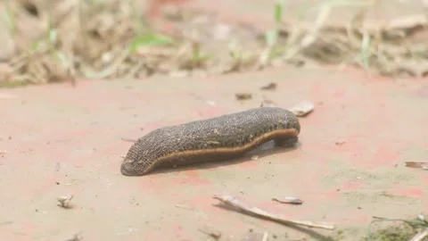 Tropical Leatherleaf Slug Crawling on Dry Ground in Daylight Stock Footage 315660851