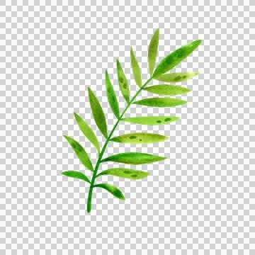 Tropical leaves and landscape elements, isolated watercolor illustration. Illustration