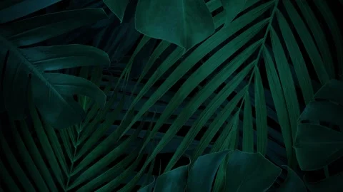 Tropical leaves background with copy space 4k Video Stock Footage 339437242