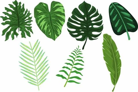 Tropical leaves bundle イラスト素材