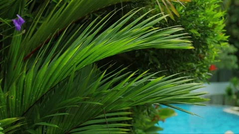 Tropical leaves flutter softly in warm summer breeze beside serene pool Stock-Footage 337016631