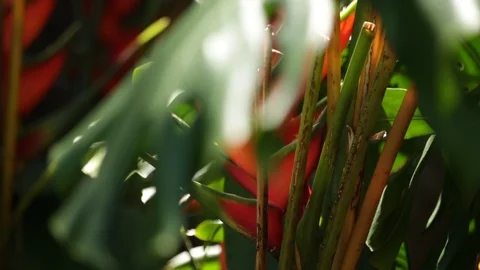 Tropical Leaves Stock Footage 104783865