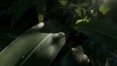 Tropical Leaves Stock Footage 135768034