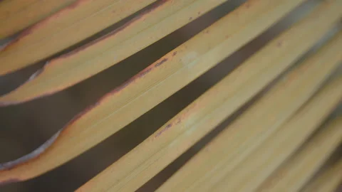 TROPICAL LEAVES 動画素材 148187237