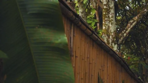 Tropical leaves Stock Footage 151038082