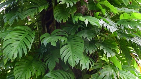 Tropical leaves Stock Footage 199093338