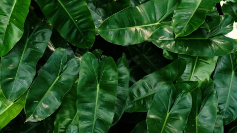 Tropical leaves Stock Footage 201582227