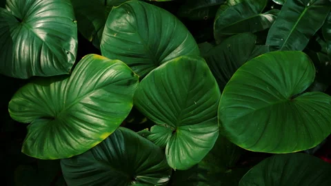 Tropical leaves Stock Footage 201714795