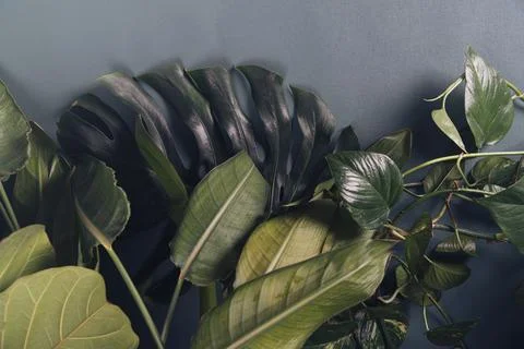 Tropical leaves on gray background with copyspace Stock Photos