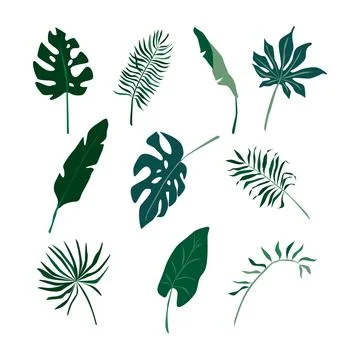 Tropical leaves hand drawn vector set EPS Stock Illustration