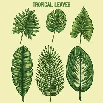 Tropical leaves Stock Illustration