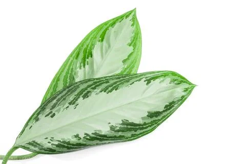 Tropical leaves isolated on white background with text place Stock Photos