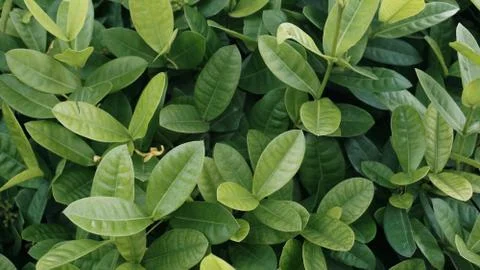 Tropical leaves Stock Photos