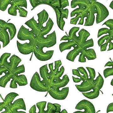 Tropical leaves seamless pattern exotic elements on the white background. Illustrazione stock