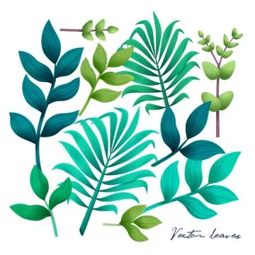 Tropical leaves set. Elements on the white background. Vector illustration. 스톡 일러스트
