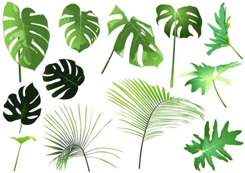 Tropical Leaves Set Stock Illustration