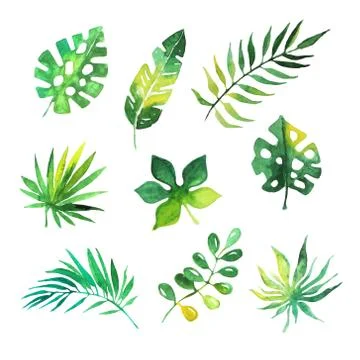 Tropical leaves set, jungle trees, botanical watercolor vector Illustrations Stock Illustration