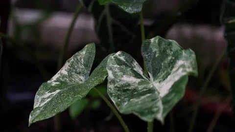Tropical Leaves Swaying Gently in the Wind with Natural Forest Ambience Stock Footage 339644928