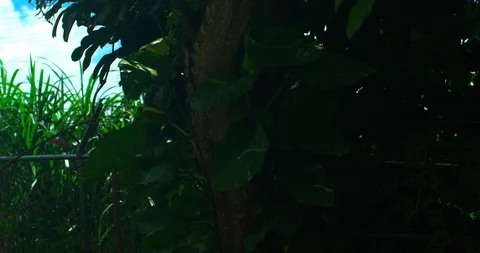 Tropical leaves on tree Stock Footage 113911180