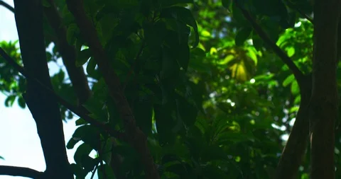 Tropical leaves on tree in wind Stock Footage 113910779