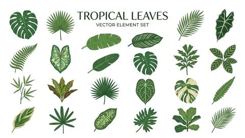 Tropical leaves vector element set showcasing various exotic green foliage .. Stock Illustration