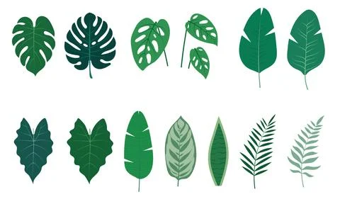 Tropical leaves vector set in flat design style. Exotic jungle foliage elemen Illustrazione stock
