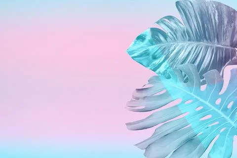 Tropical leaves in vibrant gradient background. Trendy neon colors minimalist Stock Photos