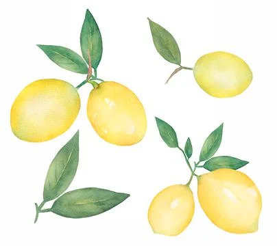 Tropical Lemon Fruit Clipart Set, Watercolor Summer Food illustration Stock Illustration
