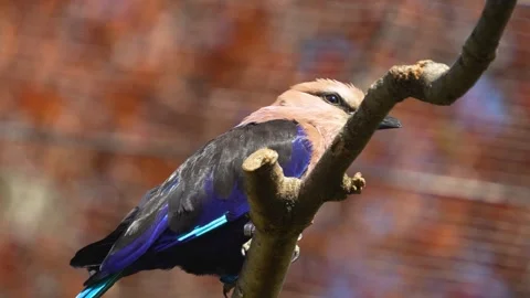 A tropical Lilac-breasted Roller bird  Stock Footage 275512866