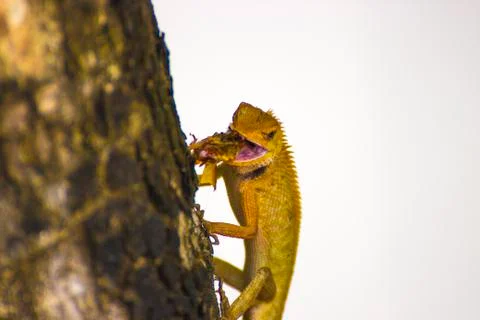 Tropical lizard chews beetle Stock Photos