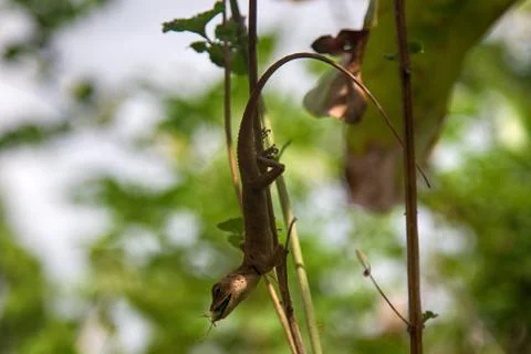 Tropical lizard hanging upside down with an insect in its mouth Stock-Fotos