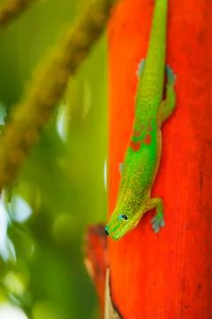 Tropical lizard Foto stock