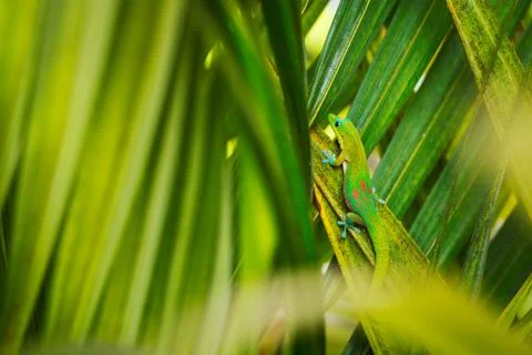 Tropical lizard Stock Photos