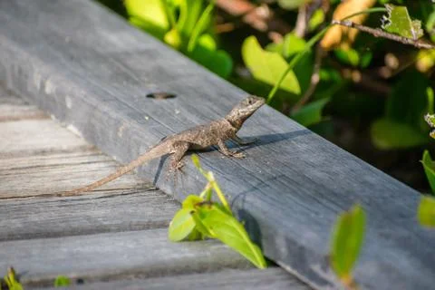 Tropical lizard Foto stock
