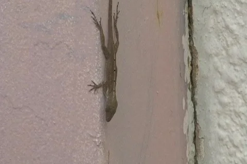 Tropical lizard on wall - Pest Stock Footage 766054