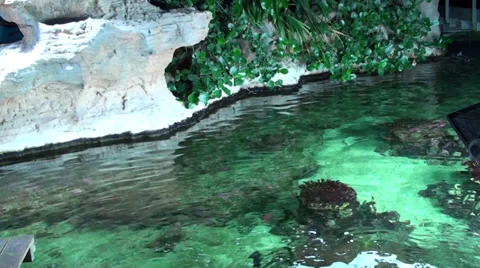 Tropical location between nature and rocks Video stock 39793753