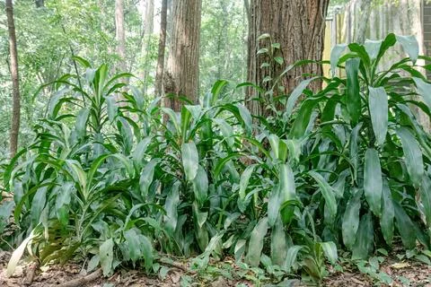 Tropical Long Leaf Cluster Around Large Tree Trunk in Forest Stock Photos