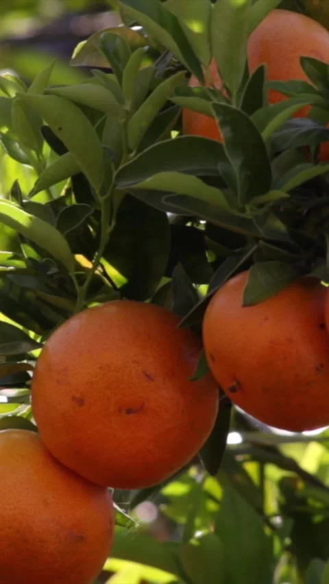 Tropical Looking Oranges Stock Footage 336038546