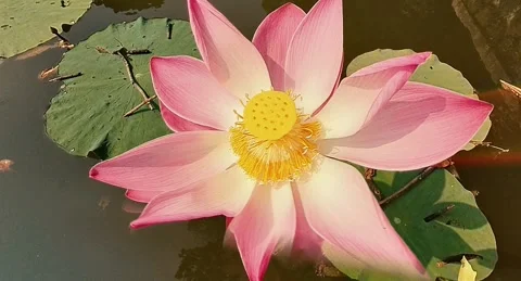 Tropical Lotus 12a Stock Footage 281085757
