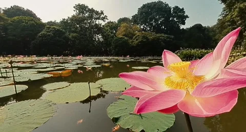 Tropical Lotus 15a Stock Footage 281085688
