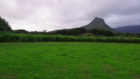 Tropical low grass foreground, green mountain background overcast, plate Stock Footage 80606974
