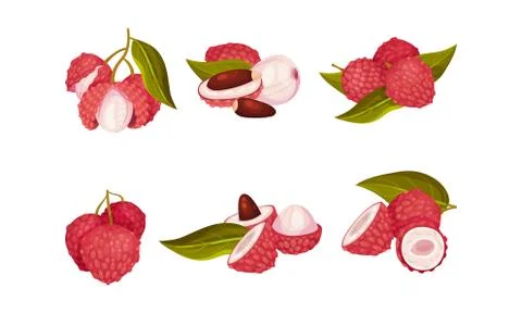 Tropical Lychee Fruit with Pink-red Rind and Brown Seed Vector Set Stock Illustration