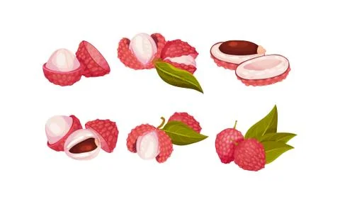 Tropical Lychee Fruit with Pink-red Rind and Brown Seed Vector Set Stock Illustration