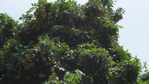 Tropical Lychee Tree Stock Footage 335212849