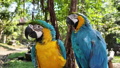 Tropical Macaws Perched in Lush Forest Stock Footage 263336927