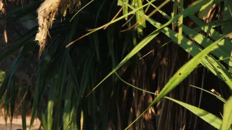 Tropical man 2 Video stock 1019384