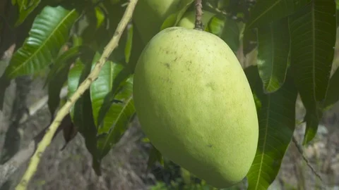 Tropical mango growing on tree in fruit garden. Close up mango fruit on tree Video stock 112130560