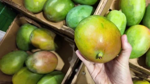 Tropical Mango in Market Hand Stock Footage 284147200