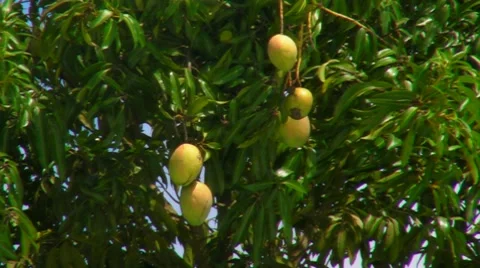 Tropical Mango Tree with fruits Stock Footage 7743946